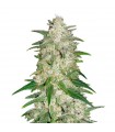 AUTO GELATO · Dr Green Seeds · sementes de maconha a granel · AutoFem