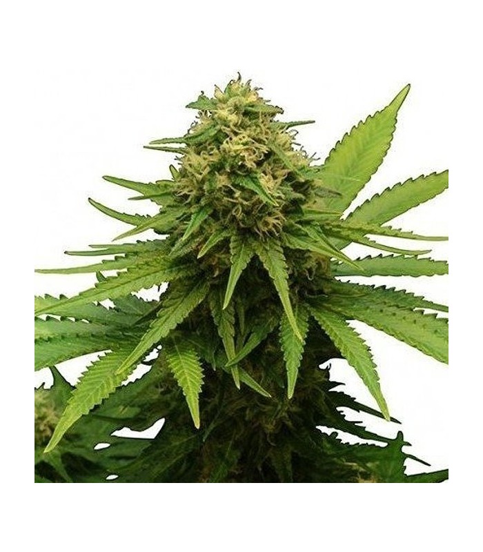 CRITICAL + · Dr Green Seeds · graines de cannabis en gros · Fem