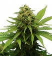 CRITICAL + · Dr Green Seeds · graines de cannabis en gros · Fem