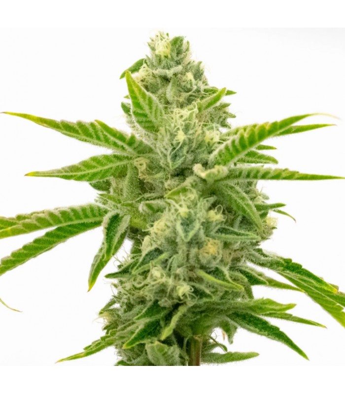 AMNESIA LEMON · Dr Green Seeds · graines de cannabis en gros · Fem