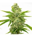 AMNESIA LEMON · Dr Green Seeds · graines de cannabis en gros · Fem