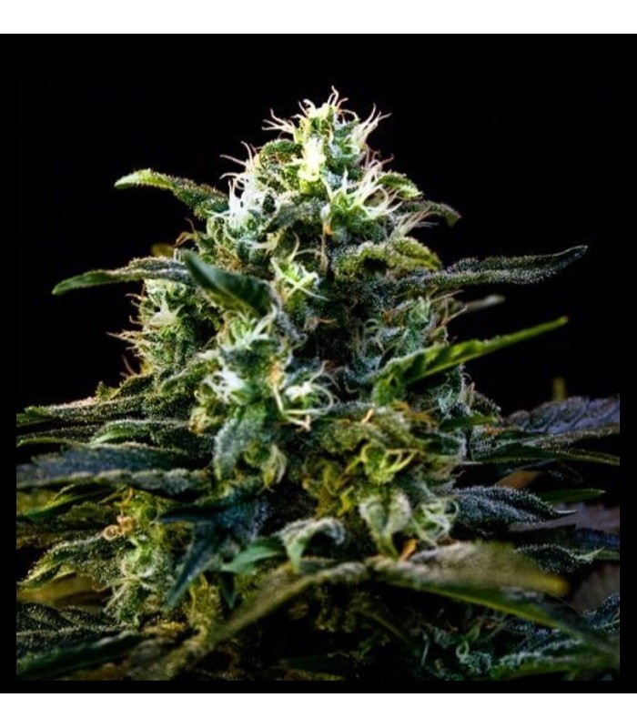 MAMBA NEGRA AUTO · Dr Green Seeds · graines de cannabis en gros · AutoFem