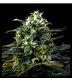 MAMBA NEGRA AUTO · Dr Green Seeds · graines de cannabis en gros · AutoFem