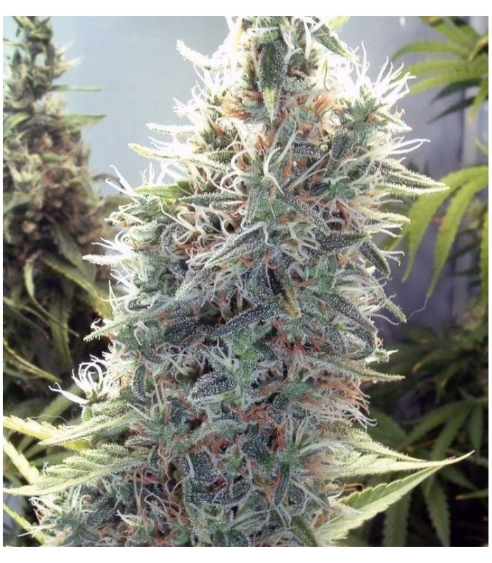 CINDERELLA WHITE · Dr Green Seeds · graines de cannabis en gros · Fem
