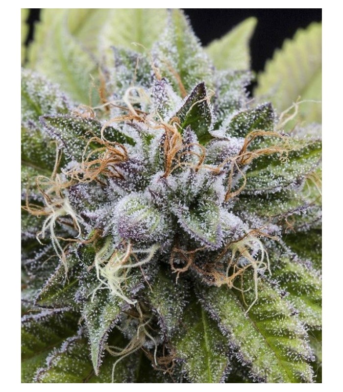 BUBBA KUSH · Dr Green Seeds · sementes de maconha a granel · Fem