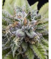 BUBBA KUSH · Dr Green Seeds · sementes de maconha a granel · Fem