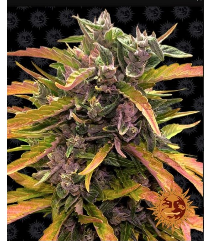 GORILLA GLUE AUTO · Barneys Farm · graines de cannabis · AutoFem