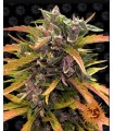 GORILLA GLUE AUTO · Barneys Farm · cannabis seeds · AutoFem