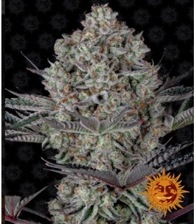 RUNTZ MUFFIN · Barneys Farm · cannabis seeds · Fem