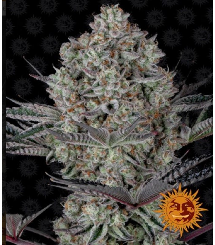 RUNTZ MUFFIN · Barneys Farm · graines de cannabis · Fem