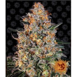 BUBBA KUSH · Barneys Farm · sementes de maconha · Fem