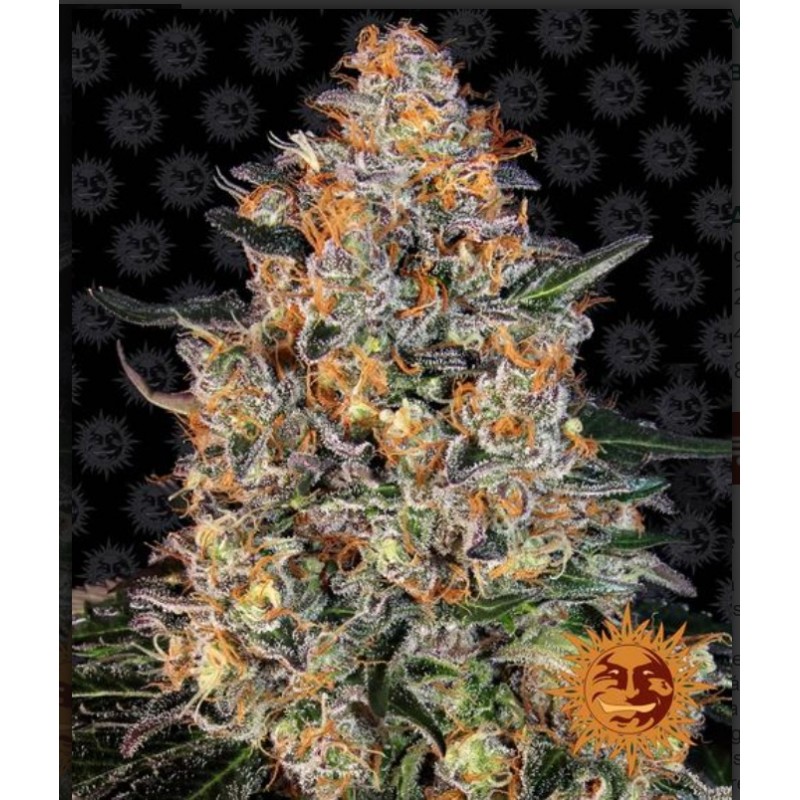 BUBBA KUSH · Barneys Farm · graines de cannabis · Fem
