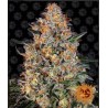 BUBBA KUSH · Barneys Farm · graines de cannabis · Fem