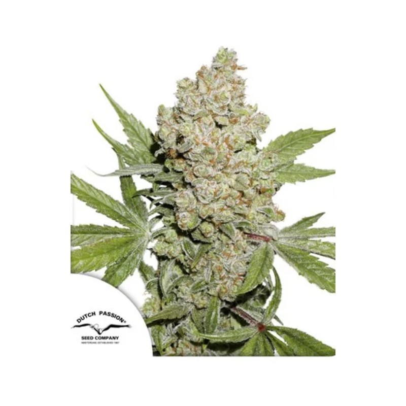 AUTO LEMON KIX · Dutch Passion · sementes de maconha · Auto Fem