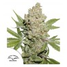 AUTO LEMON KIX · Dutch Passion · graines de cannabis · Auto Fem