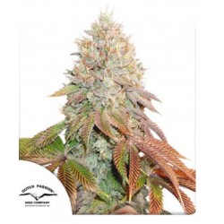 AUTO BANANA BLAZE · Dutch Passion · sementes de maconha · Auto Fem