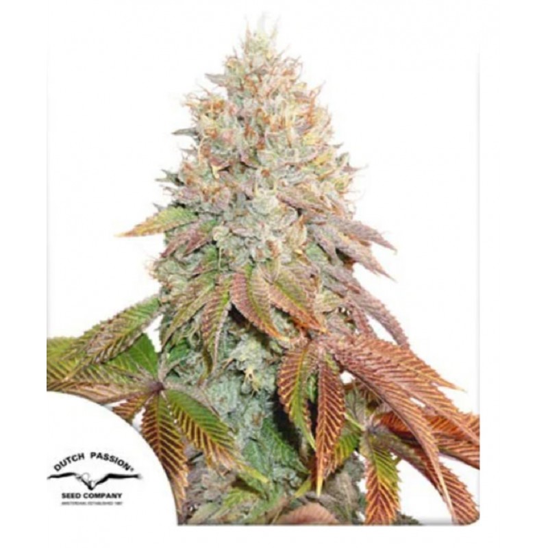 AUTO BANANA BLAZE · Dutch Passion · kaufen cannabis samen · Auto Fem