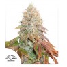 AUTO BANANA BLAZE · Dutch Passion · graines de cannabis · Auto Fem