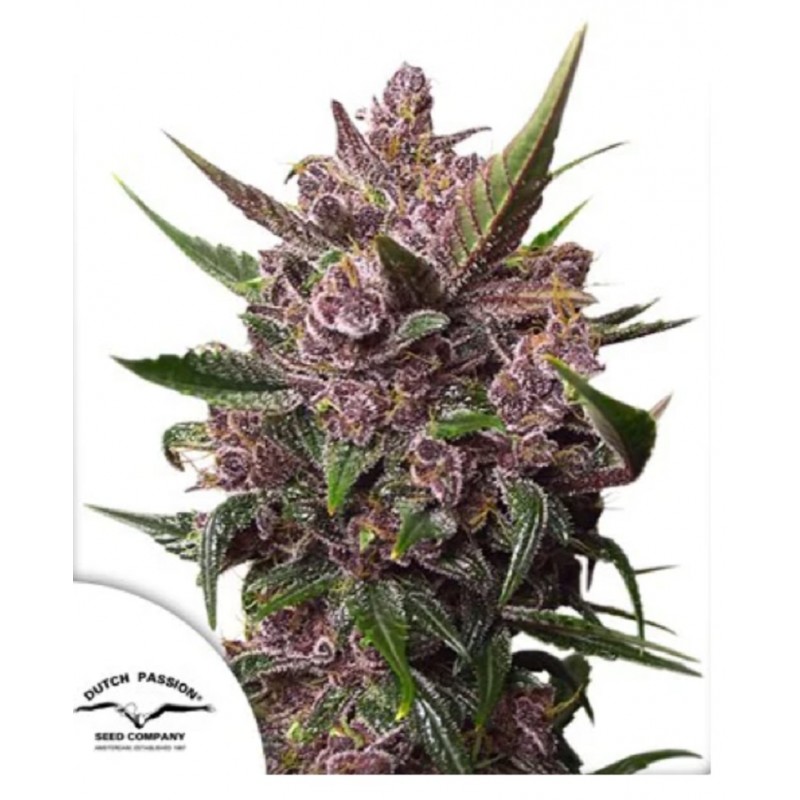 AUTO BLACKBERRY KUSH · Dutch Passion · cannabis seeds · Auto Fem