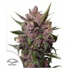 AUTO BLACKBERRY KUSH · Dutch Passion · cannabis seeds · Auto Fem