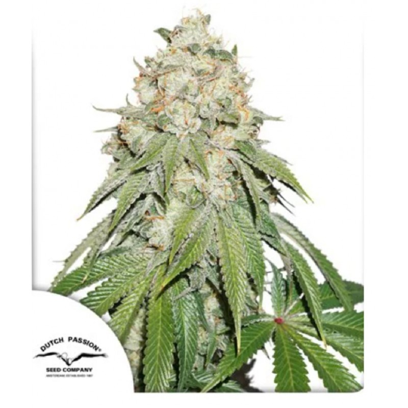 BANANA BLAZE · Dutch Passion · graines de cannabis · Fem