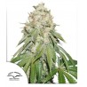 BANANA BLAZE · Dutch Passion · graines de cannabis · Fem