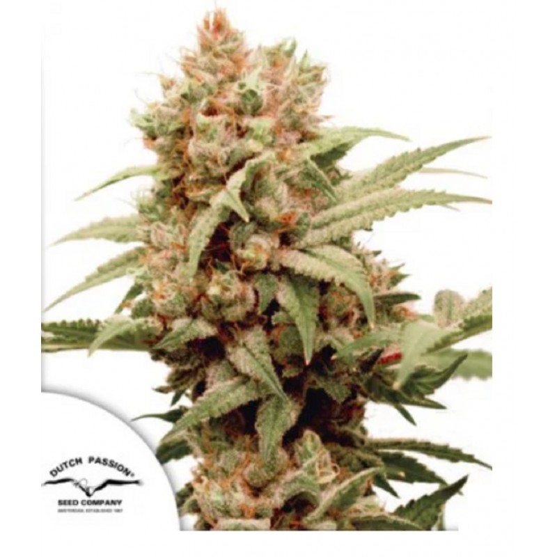 CBG-FORCE · Dutch Passion · graines de cannabis · Fem