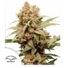 CBG-FORCE · Dutch Passion · kenevir tohum · Disi · Fem