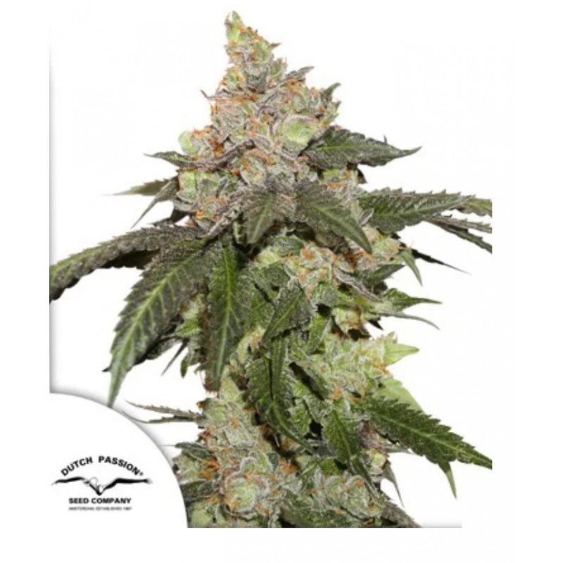 KEROSENE KRASH · Dutch Passion · graines de cannabis · Fem