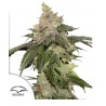 KEROSENE KRASH · Dutch Passion · graines de cannabis · Fem