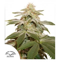 SUGAR BOMB PUNCH · Dutch Passion · sementes de maconha · Fem