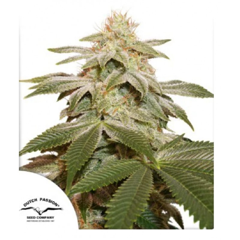 SUGAR BOMB PUNCH · Dutch Passion · cannabis seeds · Fem