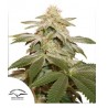 SUGAR BOMB PUNCH · Dutch Passion · cannabis seeds · Fem
