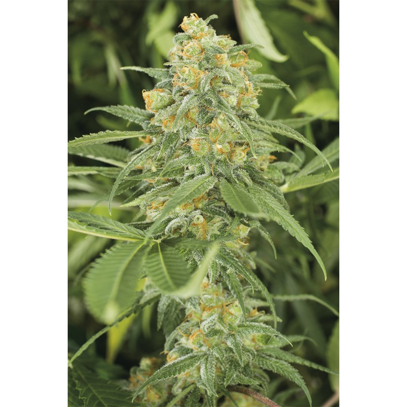 GREEN CRACK · Dr Green Seeds · sementes de maconha a granel · Fem