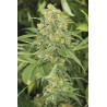GREEN CRACK · Dr Green Seeds · sementes de maconha a granel · Fem