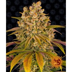 LEMON TREE · Barneys Farm · kenevir tohum · Disi · Fem