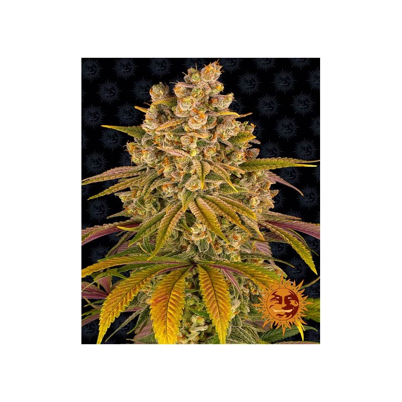 LEMON TREE · Barneys Farm · kenevir tohum · Disi · Fem