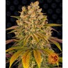LEMON TREE · Barneys Farm · Fem · graines de cannabis · Fem