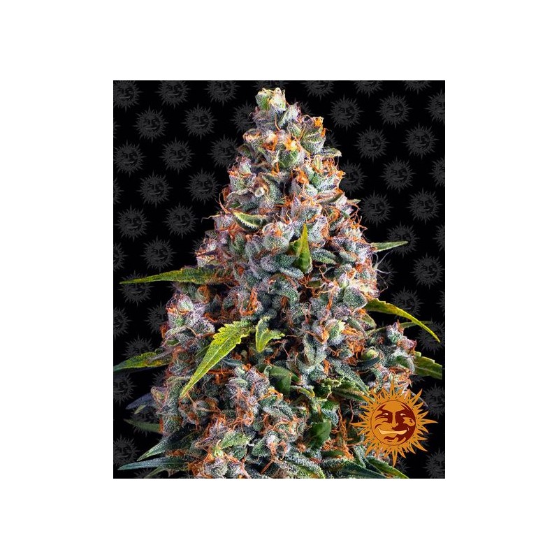 STRAWBERRY CHEESCAKE AUTO · Barneys Farm · cannabis seeds · AutoFem