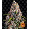 STRAWBERRY CHEESCAKE AUTO · Barneys Farm · sementes de maconha · AutoFem