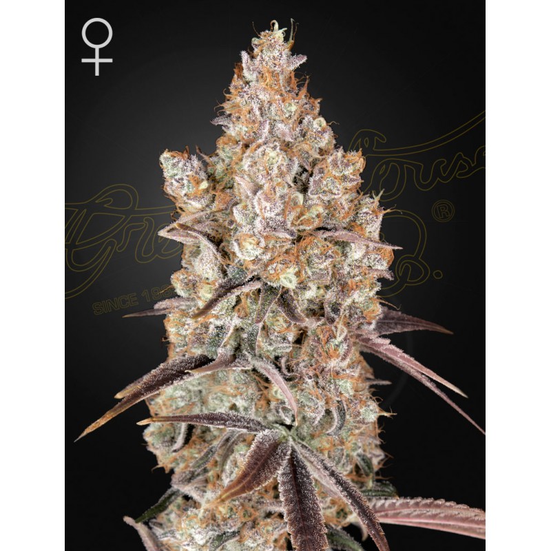 HOLY SNOW · Green House Seeds · sementes de maconha · Fem
