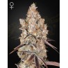 HOLY SNOW · Green House Seeds · cannabis seeds · Fem