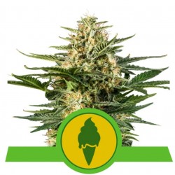 GREEN GELATO AUTOMATIC · Royal Queen Seeds · kaufen cannabis samen · AutoFem