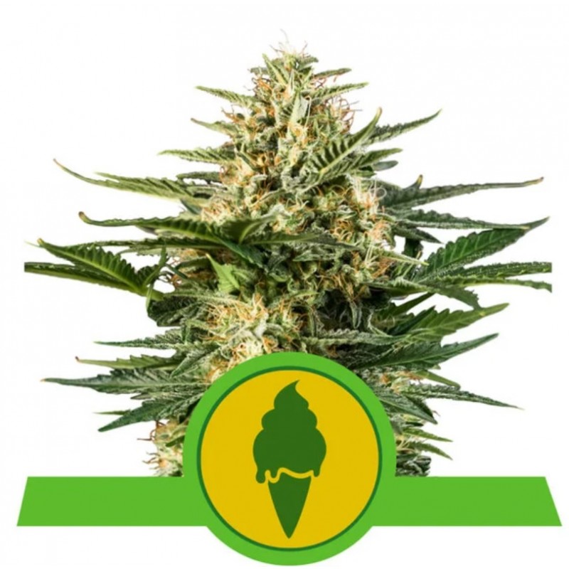 GREEN GELATO AUTOMATIC · Royal Queen Seeds · kaufen cannabis samen · AutoFem