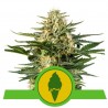 GREEN GELATO AUTOMATIC · Royal Queen Seeds · kaufen cannabis samen · AutoFem