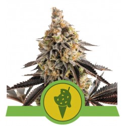 COOKIES GELATO AUTO · Royal Queen Seeds · kenevir tohum · Disi · AutoFem
