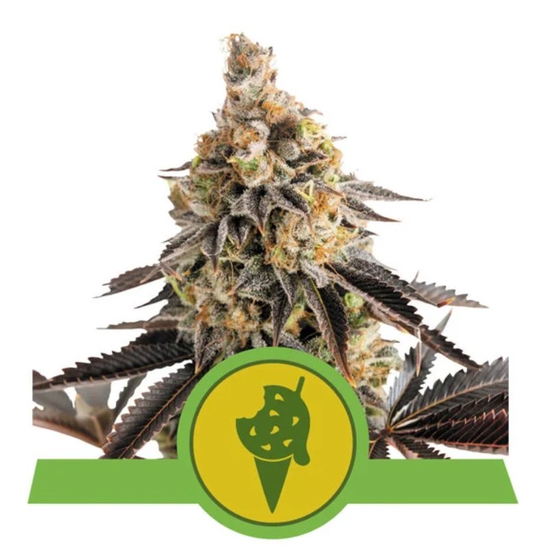 COOKIES GELATO AUTO · Royal Queen Seeds · cannabis seeds · AutoFem
