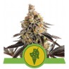 Cookies Gelato Auto Samen | Royal Queen Seeds | Dr.Green