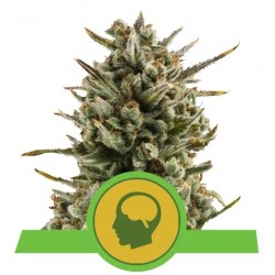 Amnesia Haze Automatic – Graines Autofloraison Royal Queen Seeds