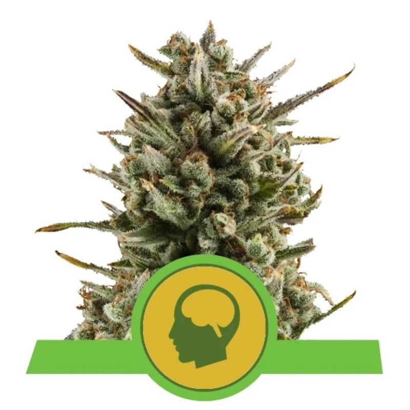 Amnesia Haze Automatic – Sementes Autoflorescentes Royal Queen Seeds